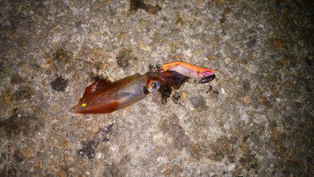 ケンサキイカ過去最多